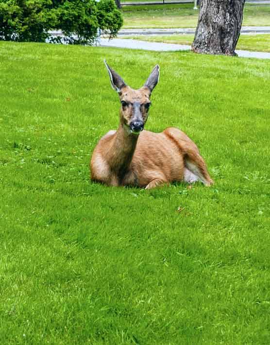 Urban Deer Management