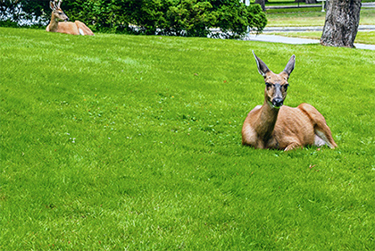 Urban Deer Management